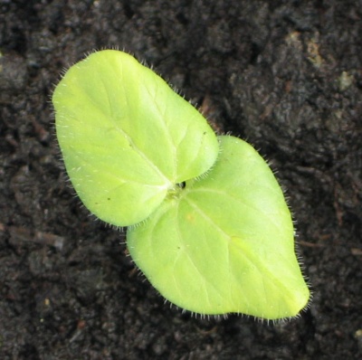okra old 3